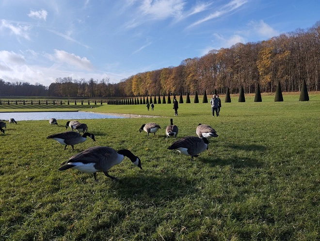 Photographie présentant le Parc depuis sa partie basse, ainsi que des oies bernaches à proximité du bassin